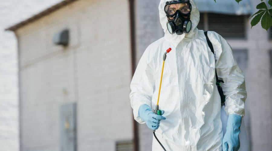 Professional mice removal services in South Mountain - Mice Removal South Mountain